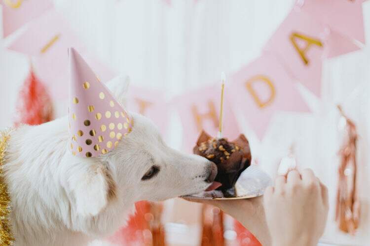 Festa para cachorro - Pinterest Predicts
